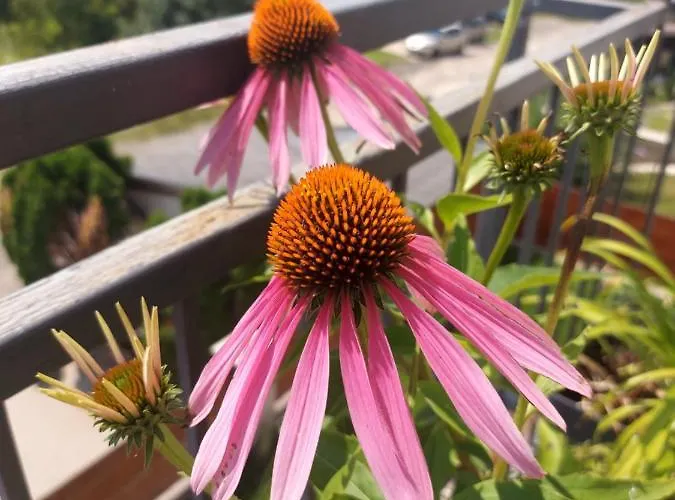 August Panorama شقة *